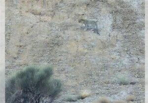 رصد پلنگ ایرانی در ارتفاعات خور و بیابانک