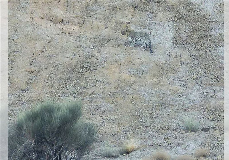 رصد پلنگ ایرانی در ارتفاعات خور و بیابانک