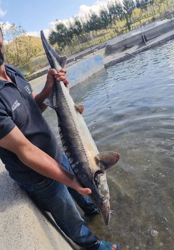 رهاسازی 100 قطعه فیل ماهی خاویاری در مزرعه ماهی گرم