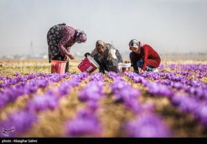 سود خالص 600 میلیون تومانی از هر هکتار زعفران در کرمانشاه