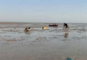 طرح جنگل کاری سواحل شهرستان دیر با درختان حرا در سطح 150 هکتار آغاز شد.