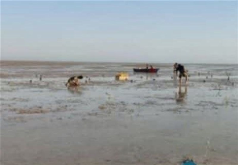 طرح جنگل کاری سواحل شهرستان دیر با درختان حرا در سطح 150 هکتار آغاز شد.