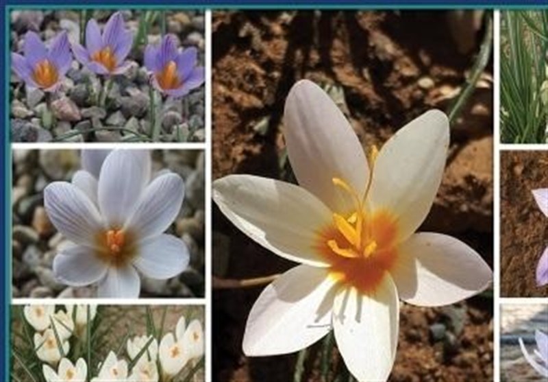 مجموعه ای زنده از بذر تمامی گونه های ایرانی از جنس زعفران ایجاد شد