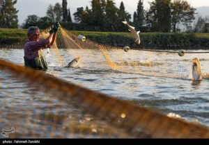 هسته ای در کشاورزی - 52 | "آب سالم تر" در استخرهای پرورش ماهی، با فناوری هسته ای