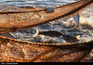 چهارمحال و بختیاری پایلوت اطلاعات شیلات کشور می شود