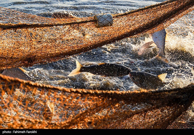چهارمحال و بختیاری پایلوت اطلاعات شیلات کشور می شود