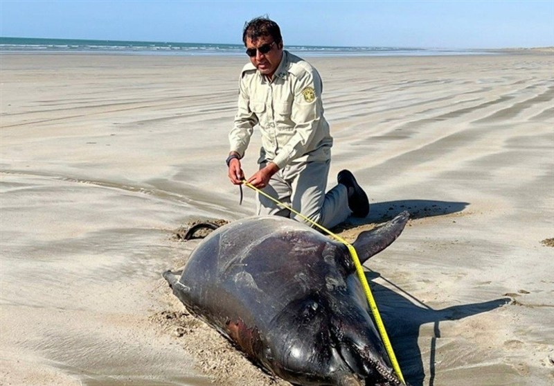 کشف لاشه 2 دلفین در ساحل دشتیاری