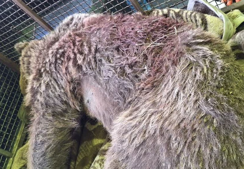 یک قلاده خرس در برخورد با قطار در زیراب تلف شد