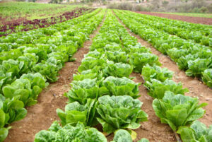 پیش بینی ارزش ۵.۳۶میلیارد دلاری بازار جهانی کاهو