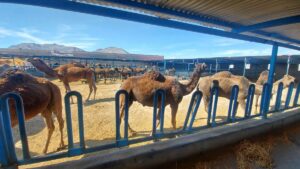 پرورش شتر نه تنها یک گزینه، بلکه یک راهکار هوشمندانه و پایدار است!