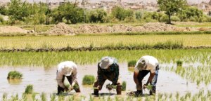 اتفاق مهم در بازار برنج/ برنج تا 100 هزار تومان ارزان شد