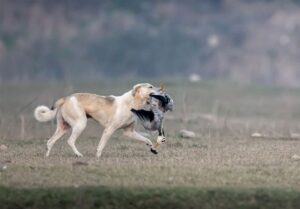 افزایش ۲۰ درصدی گازگرفتگی سگ های ولگرد در کهگیلویه و بویراحمد