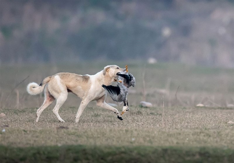 افزایش ۲۰ درصدی گازگرفتگی سگ های ولگرد در کهگیلویه و بویراحمد