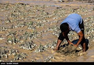 خسارت 4.5 سجاف به کشاورزی جنوب کرمان