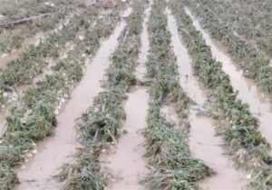 خسارت به 500 هکتار از محصولات گوجه فرنگی در استان بوشهر