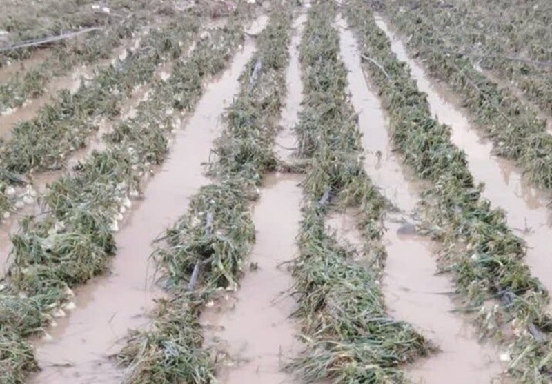 خسارت به 500 هکتار از محصولات گوجه فرنگی در استان بوشهر