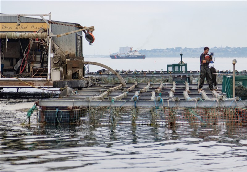 زنگ خطر در خزر; تغییر اجباری استراتژی باکو از ماهیگیری سنتی به آبزی پروری صنعتی