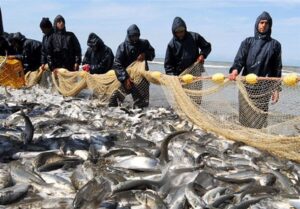 سهم یک درصدی ایران‌ از تولیدات آبزی‌پروری ‌قاره آسیا