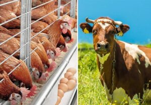 سهمیه بزرگ نهاده های دامی در خراسان شمالی توزیع شد/ 3550 تن خوراک دام