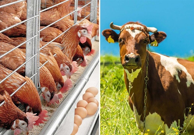 سهمیه بزرگ نهاده های دامی در خراسان شمالی توزیع شد/ 3550 تن خوراک دام