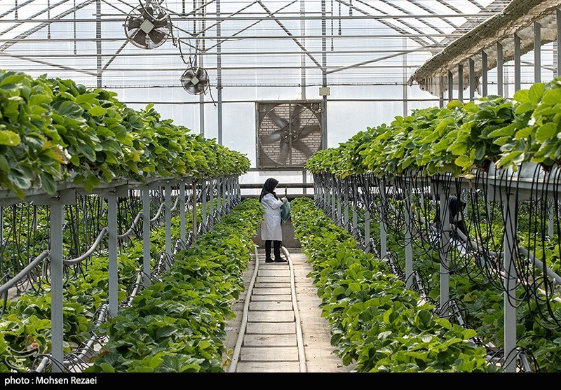 مصرف گازهای گلخانه ای گرمسیری جلفا معادل یک پنجم درآمد صادراتی آن است