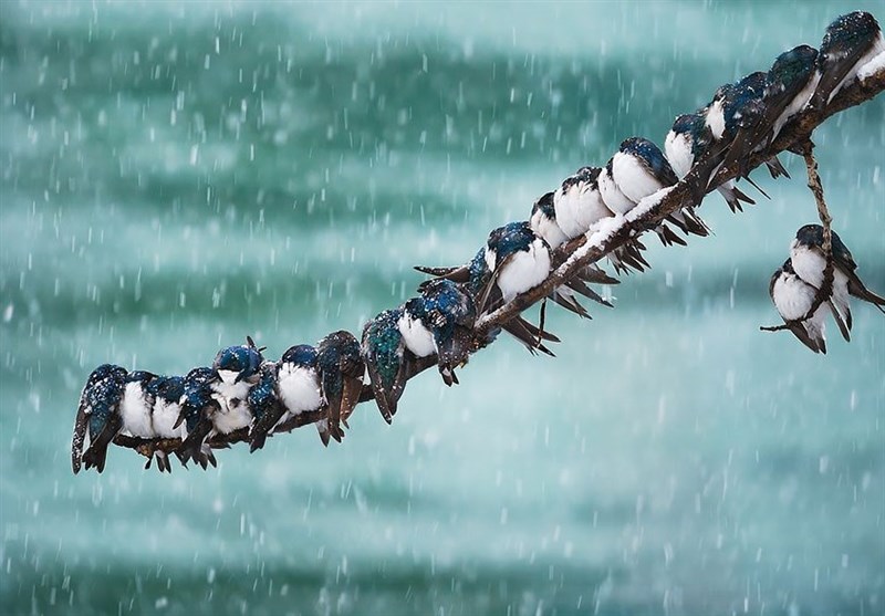 هواشناسی ایران 22/9/1404; بارش برف و باران در 16 استان/ هشدار کاهش محسوس دما