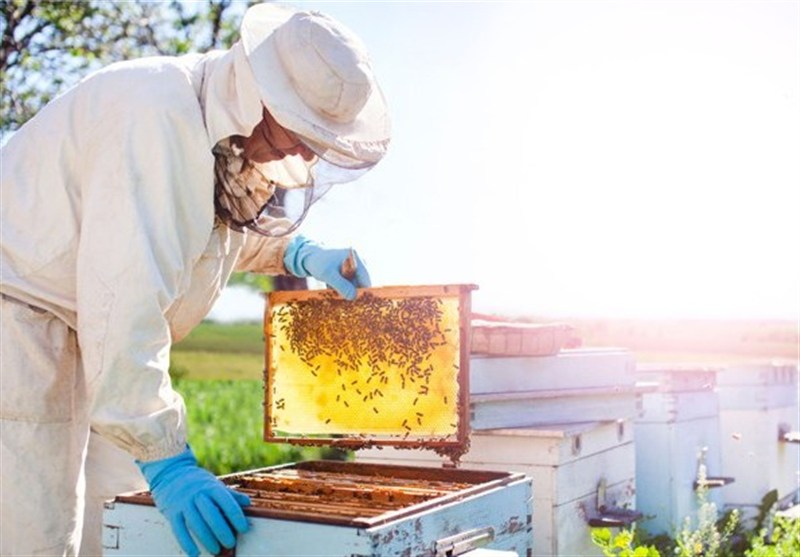 چهارمحال و بختیاری 304 هزار کلنی زنبور عسل دارد