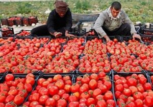 گسترش شبکه توزیع کالاهای اساسی در گلستان/ 5 رستابازار تا پایان سال افتتاح می شود.