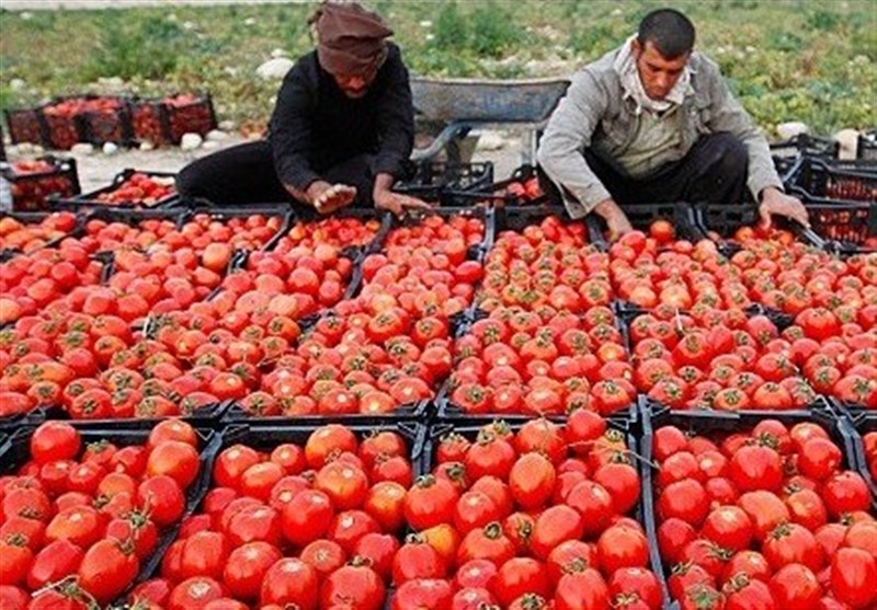 گسترش شبکه توزیع کالاهای اساسی در گلستان/ 5 رستابازار تا پایان سال افتتاح می شود.