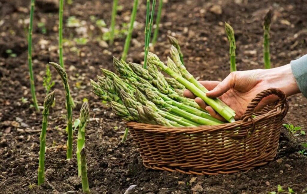 ارزش ۱.۳میلیارد دلاری فروش جهانی مارچوبه؛ پیش بینی تولید ۱۰.۷میلیون تنی تا سال ۲۰۲۶