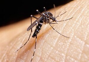 بیماری تب دنگی را بشناسیم؛ از پیشگیری تا نشانه‌ها