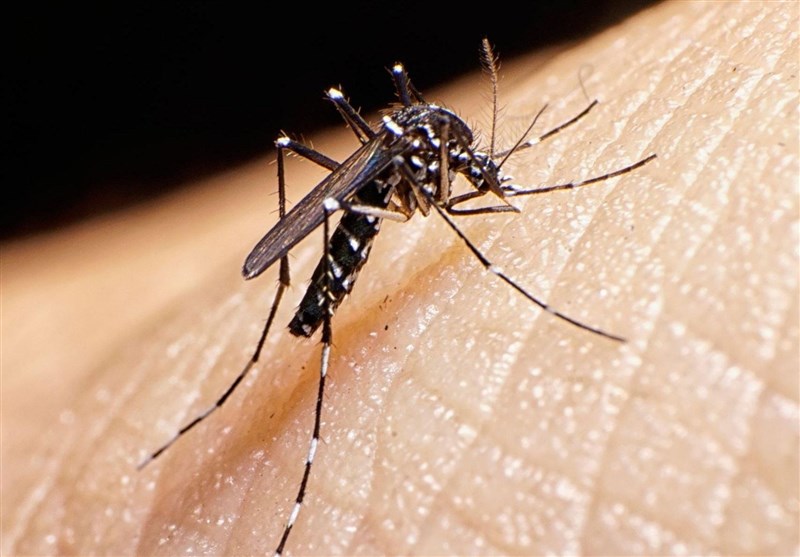 بیماری تب دنگی را بشناسیم؛ از پیشگیری تا نشانه‌ها