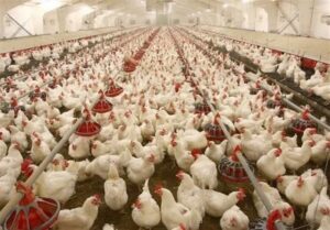 جوجه‌ریزی رکود زد