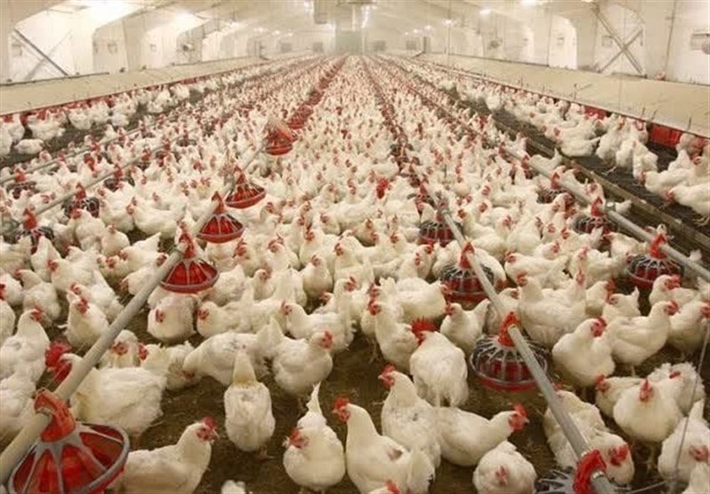 جوجه‌ریزی رکود زد