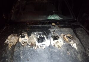 دستگیری 11 گروه شکارچی جانوران وحشی در خواف