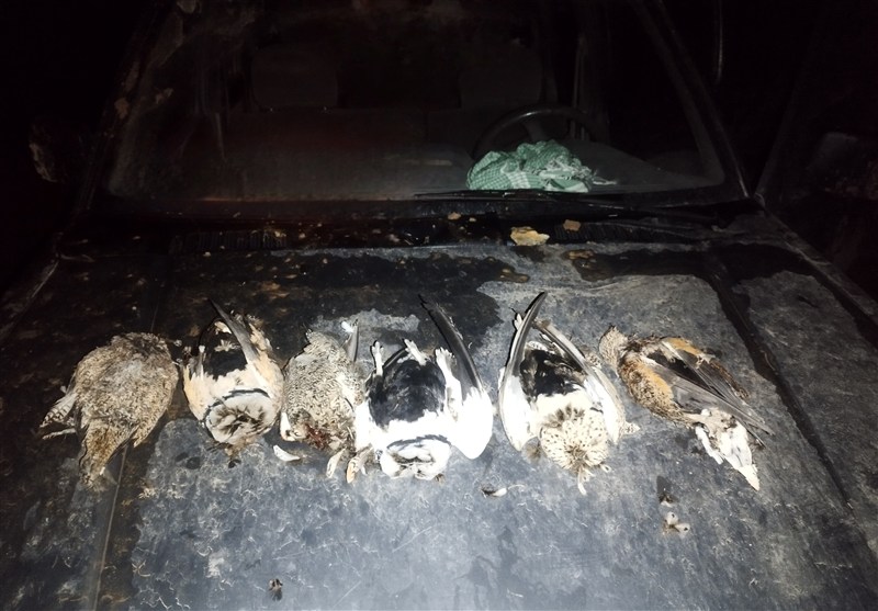 دستگیری 11 گروه شکارچی جانوران وحشی در خواف