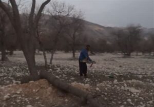دستگیری متخلفان قطع درختان بلوط در دشت‌برم کازرون