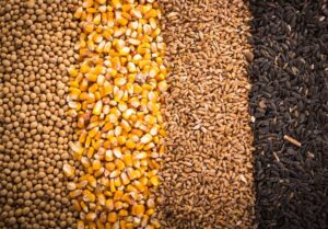 ضرورت مدیریت دقیق تغییرات ارزی در نهادههای دامی