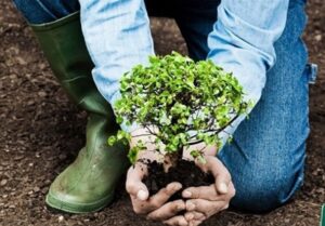 هشدار مدیر فضای سبز همدان/خفگی ریشه درختان در اثر فشردگی خاک+فیلم