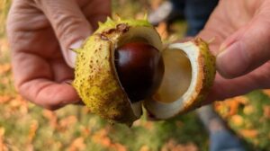 ارزش ۲۹۴میلیون دلاری صادرات شاه بلوط؛ چین کماکان صدرنشین در تولید است