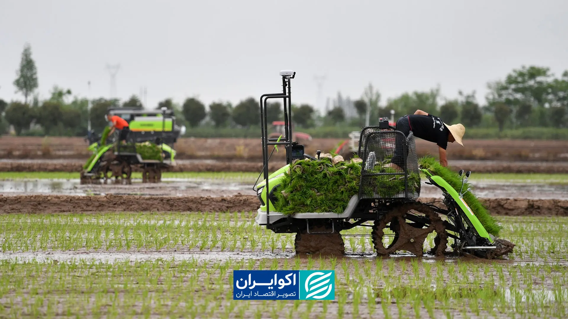 ایران در التهاب برنج؛ جهان در ارزان ترین سطح خود در شش سال گذشته است